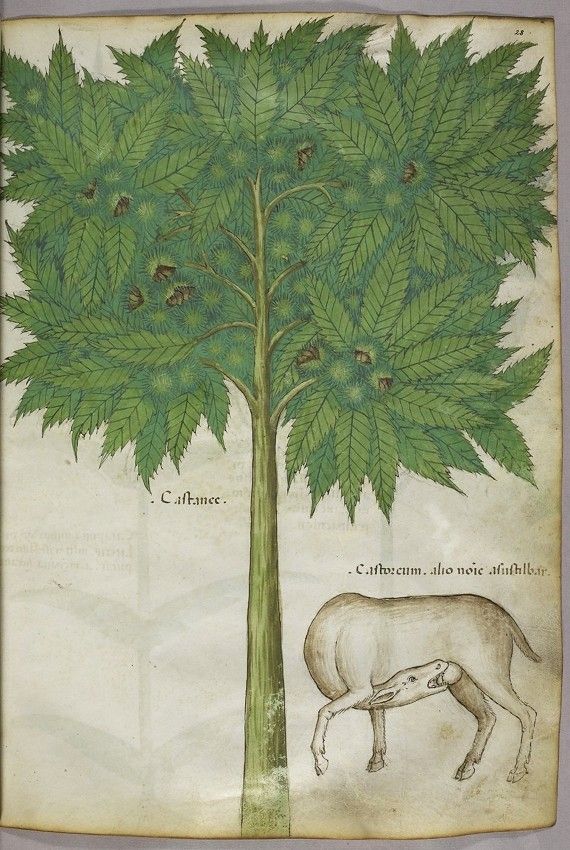 A page from a medieval manuscript featuring a detailed illustration of a tree with green leaves and reddish-brown berries, and a four-legged animal grazing below it.