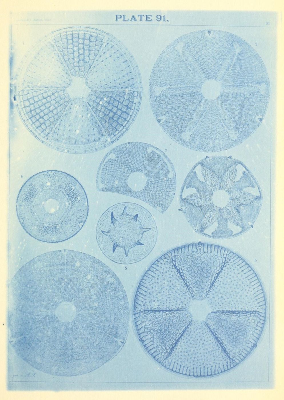Vintage cyanotype illustration of radiolarians, microscopic organisms with intricate geometric patterns, arranged in a circular plate labeled 'PLATE 91'.