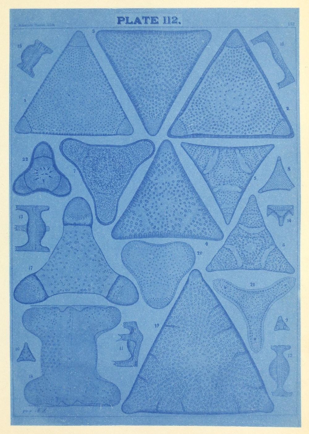 A cyanotype plate (Plate II.2) featuring a collection of microscopic images of diatoms, each labeled with a number.