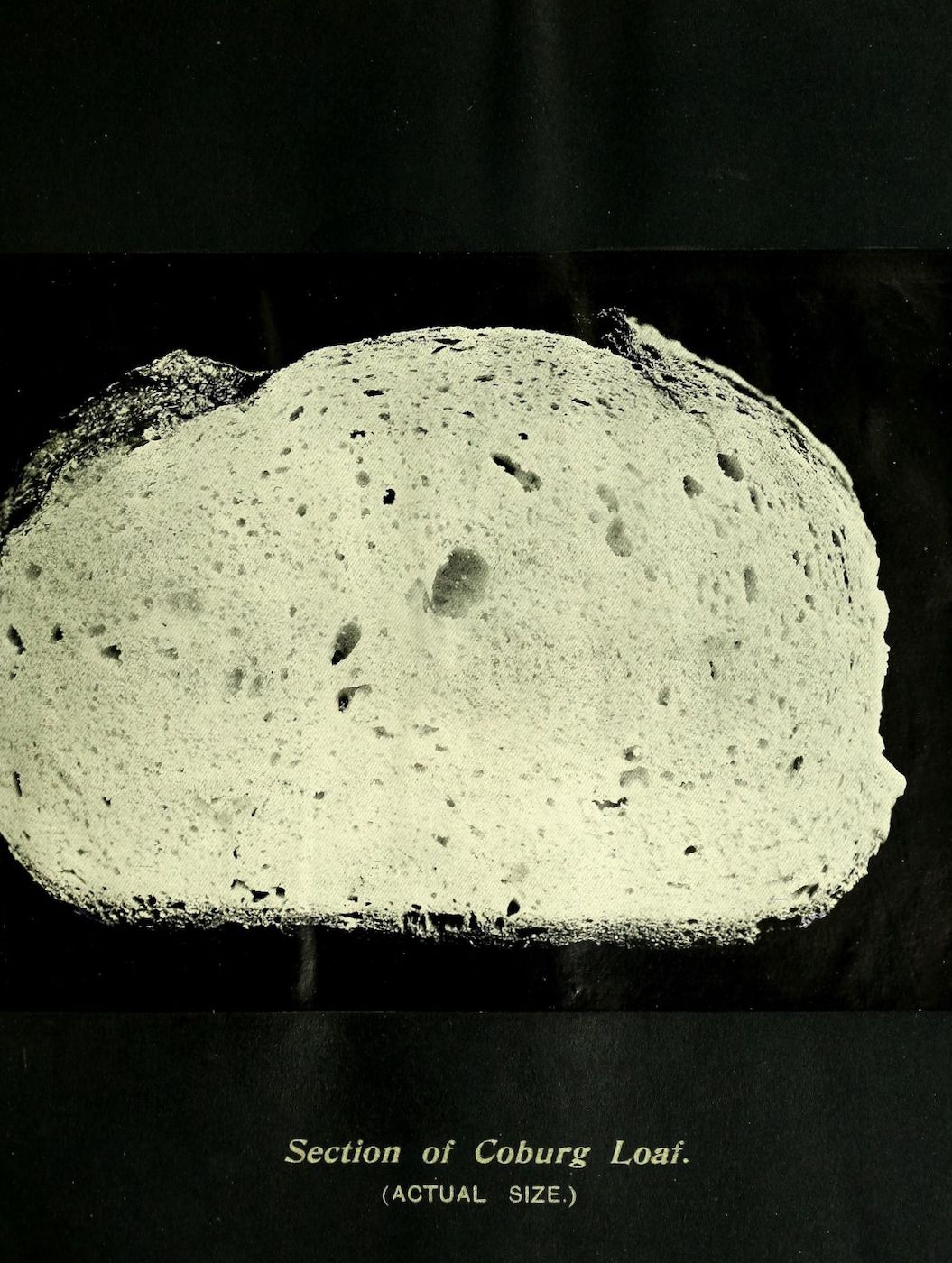 A vintage photograph of a cross-section of a Coburg loaf of bread, showing a coarse crumb with large air pockets and a rustic texture.