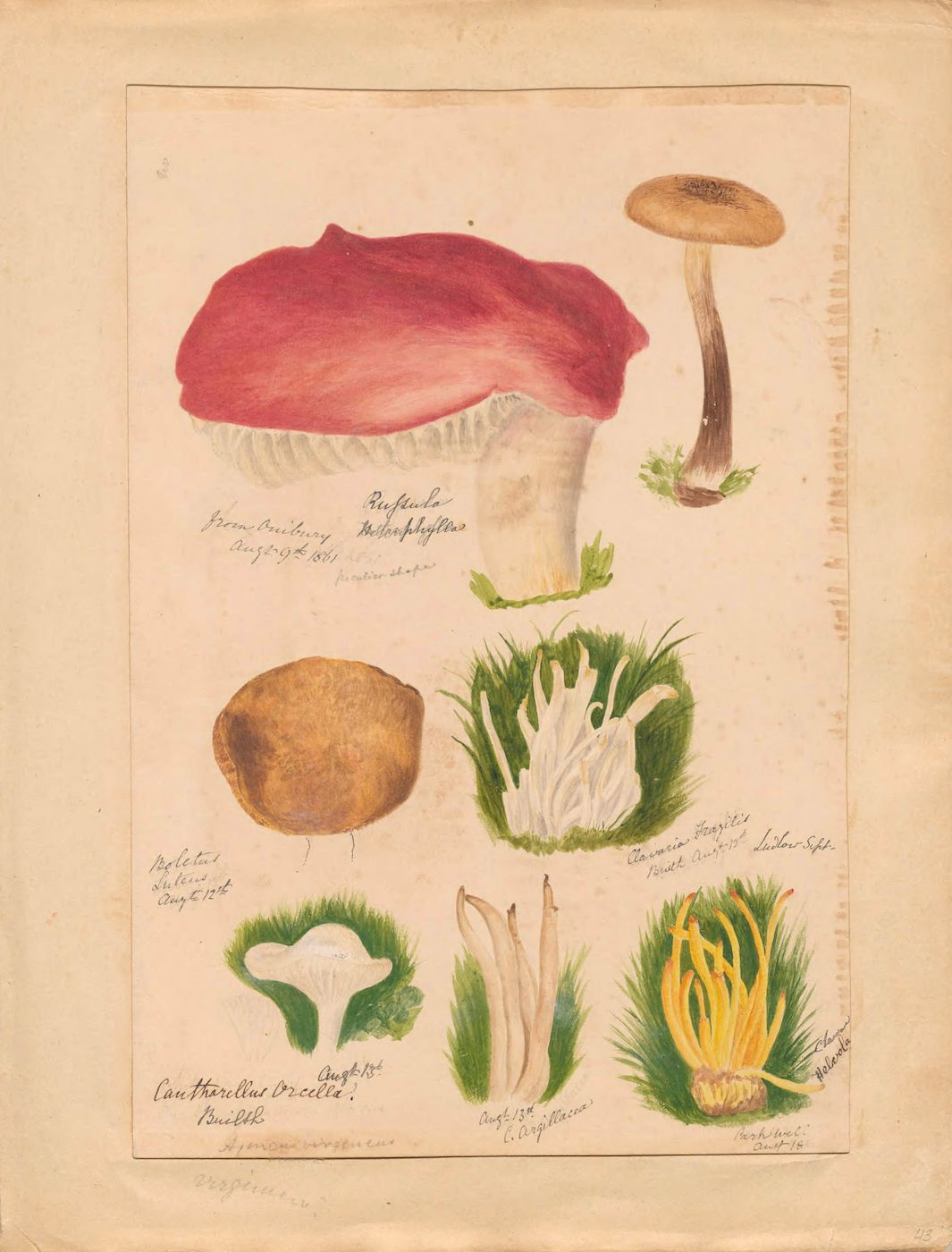 A vintage botanical illustration featuring six different types of mushrooms, rendered in watercolor and ink on aged paper. Each mushroom is labeled with handwritten text.
