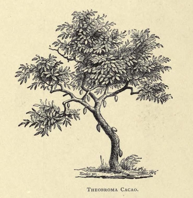 Vintage botanical illustration of a cacao tree with leaves and fruit.