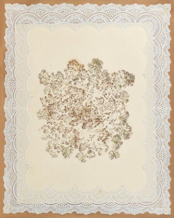 Pressed plant specimen with lace border