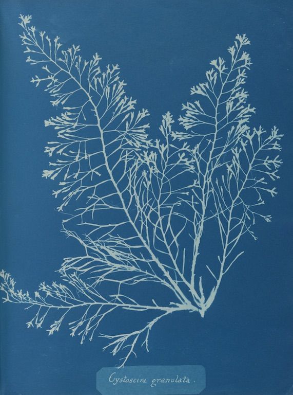 Cyanotype of Cystoseira granulata seaweed specimen.
