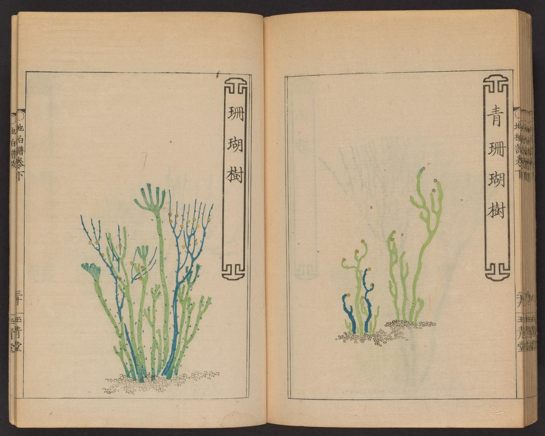 Open book with botanical illustrations of plants and East Asian text.