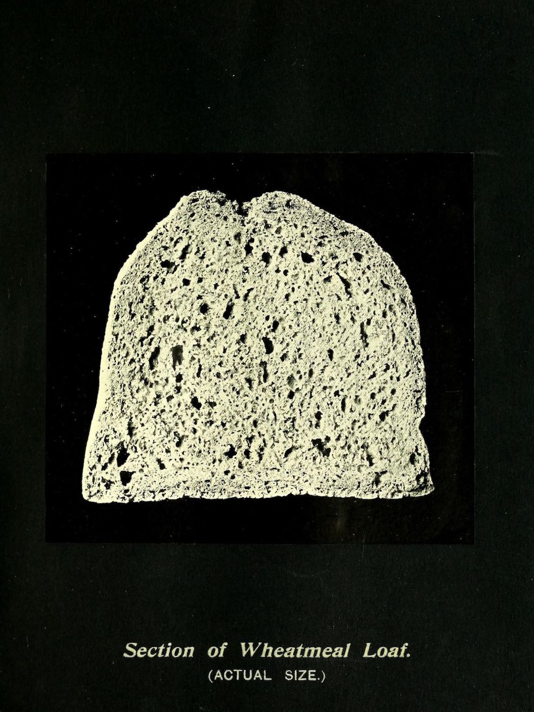 Vintage illustration of a cross-section of a wheatmeal loaf with a porous texture against a black background.