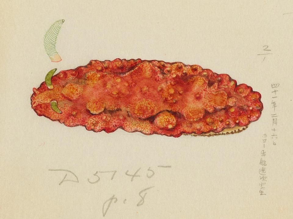 Vintage botanical illustration of a reddish-brown sea cucumber with a textured surface, accompanied by a small green leaf and handwritten text.
