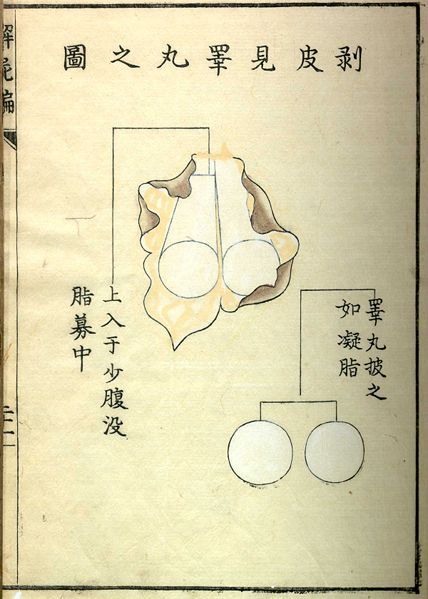 Vintage anatomical illustration with a detailed drawing of an organ surrounded by East Asian text and diagrams.