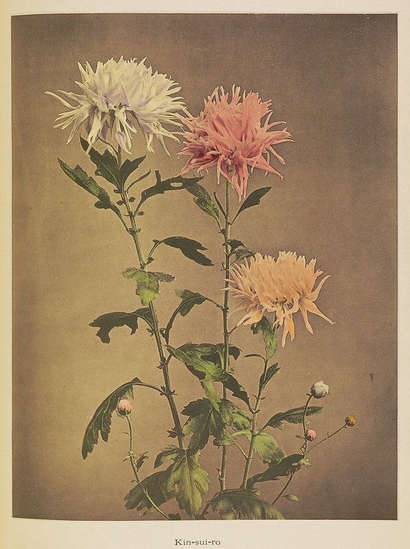 Vintage botanical illustration of a chrysanthemum plant labeled 'Kin-sui-ro'.