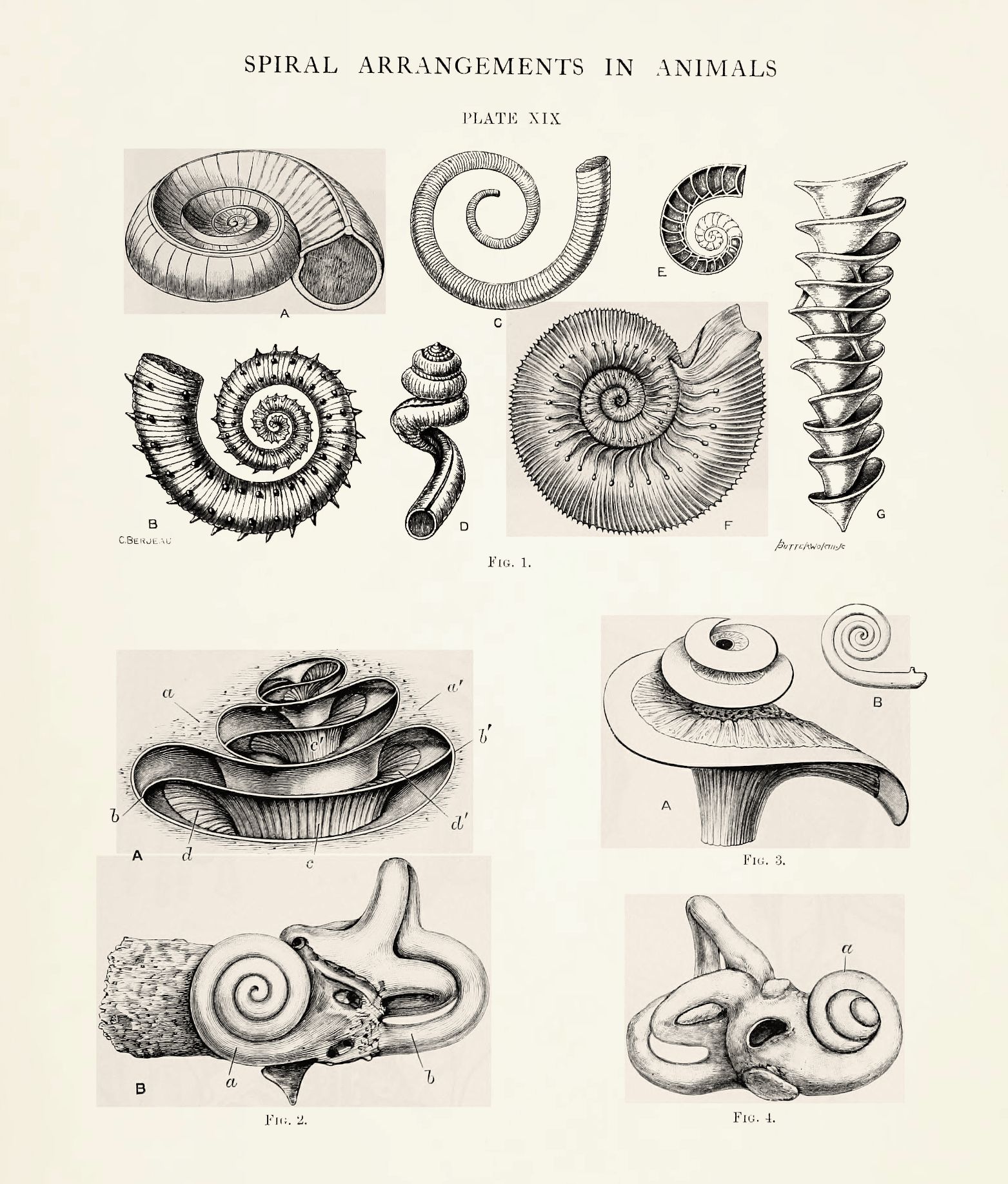 A vintage scientific illustration titled "Spiral Arrangements in Animals, Plate XIX" featuring detailed drawings of various shells and animal structures exhibiting spiral patterns.