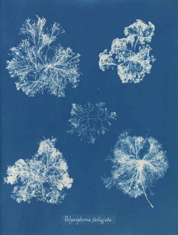 Cyanotype botanical illustration of five specimens of *Polysiphonia fastigata* algae against a deep blue background.