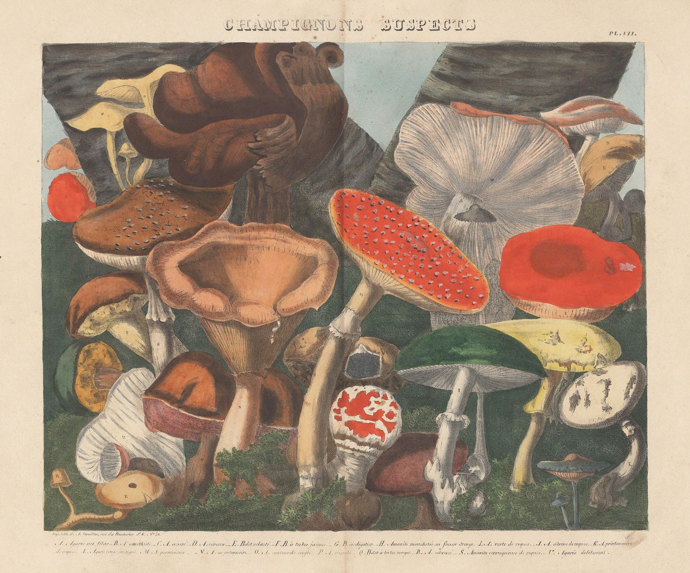 A vintage botanical illustration titled 'Champignons Suspects' (Suspect Mushrooms), plate 4, featuring a dense arrangement of various mushroom species.