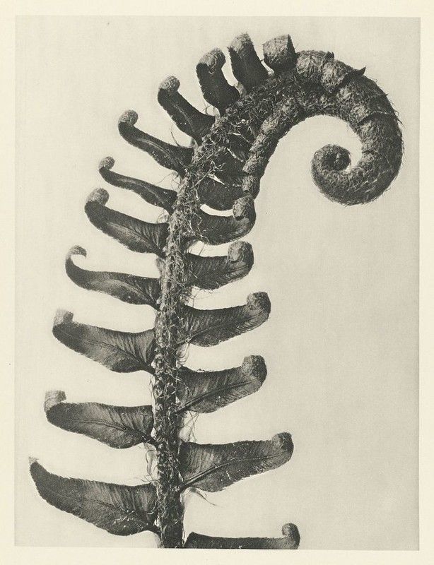 A black and white photograph of a tightly coiled fern fiddlehead, showcasing its delicate, spiral shape and textured leaflets.