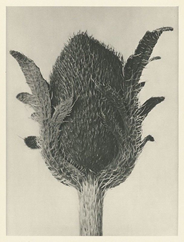 Close-up black and white photograph of a thistle flower with a dense, spiky head atop a slender stem.