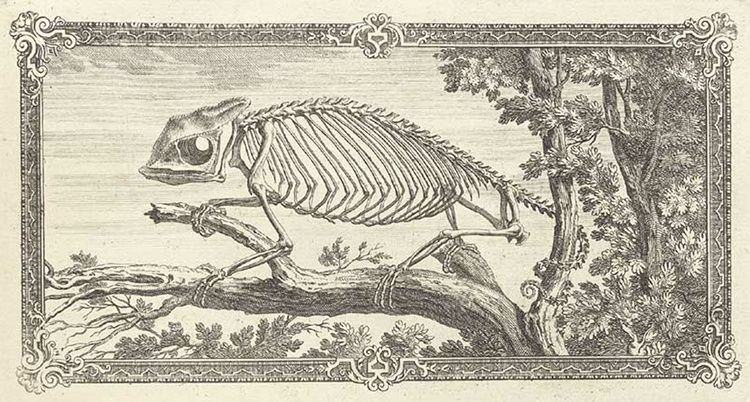 Vintage illustration of a chameleon skeleton on a branch, framed by ornate designs.