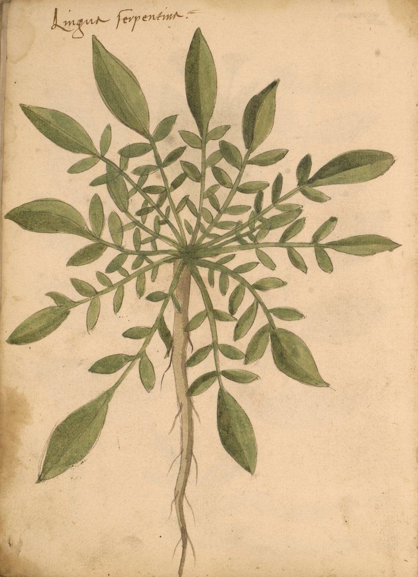 A vintage botanical illustration of a plant named 'Lingua Serpentina', pressed and preserved on aged paper.