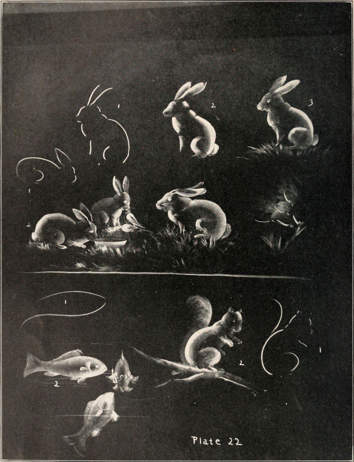 A vintage black and white photographic plate titled 'Plate 22' depicting the motion of a rabbit, squirrel, and fish in sequential images.