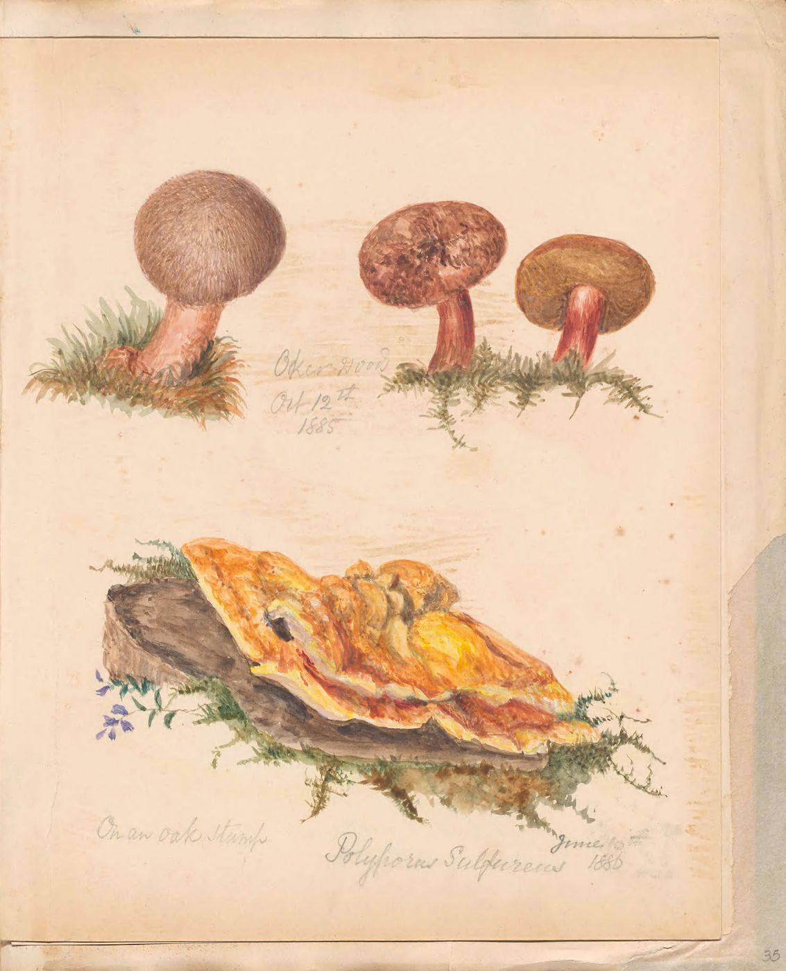 Vintage botanical illustration of mushrooms with handwritten notes and dates.