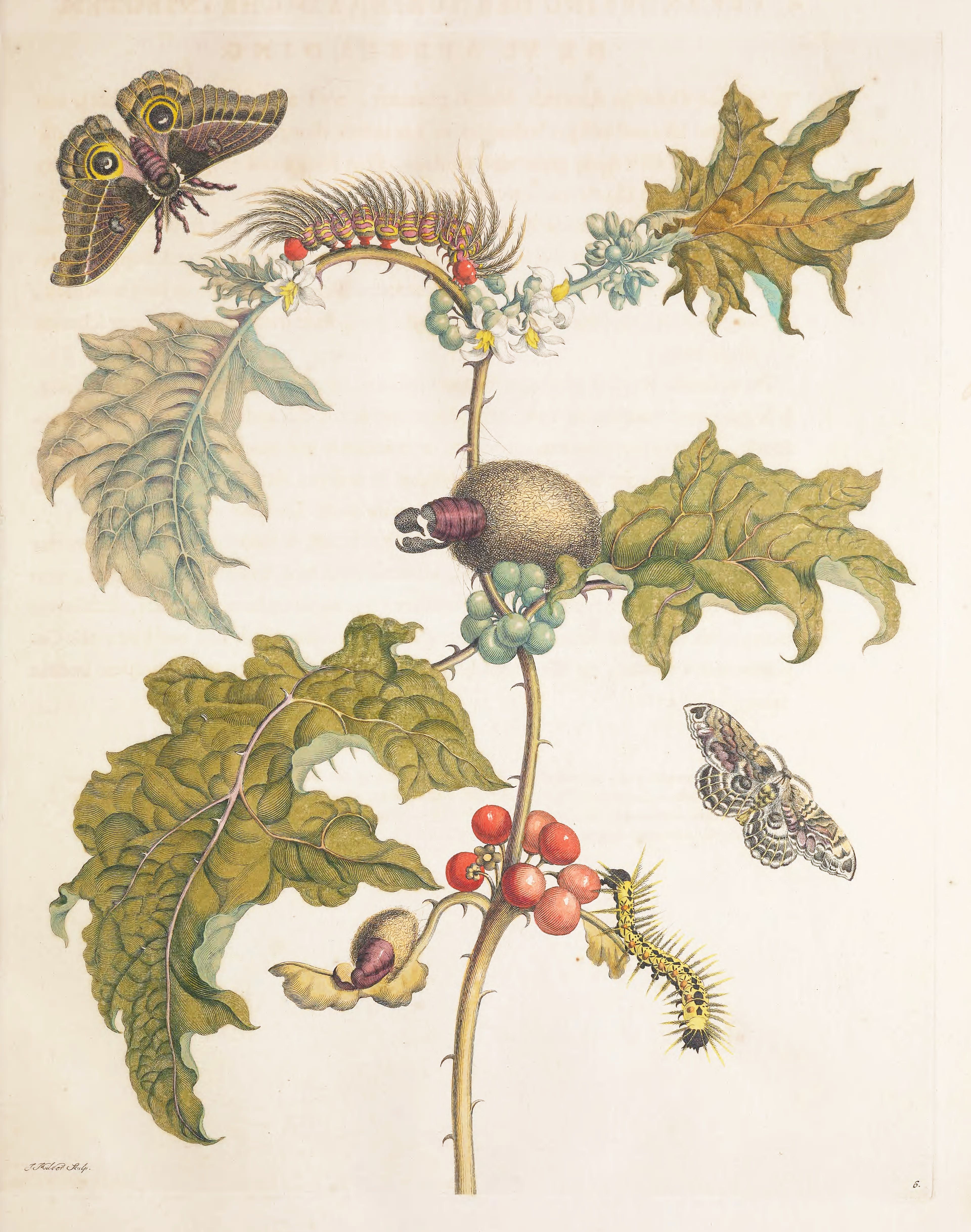 Vintage botanical illustration of a nightshade plant with moths and caterpillars.