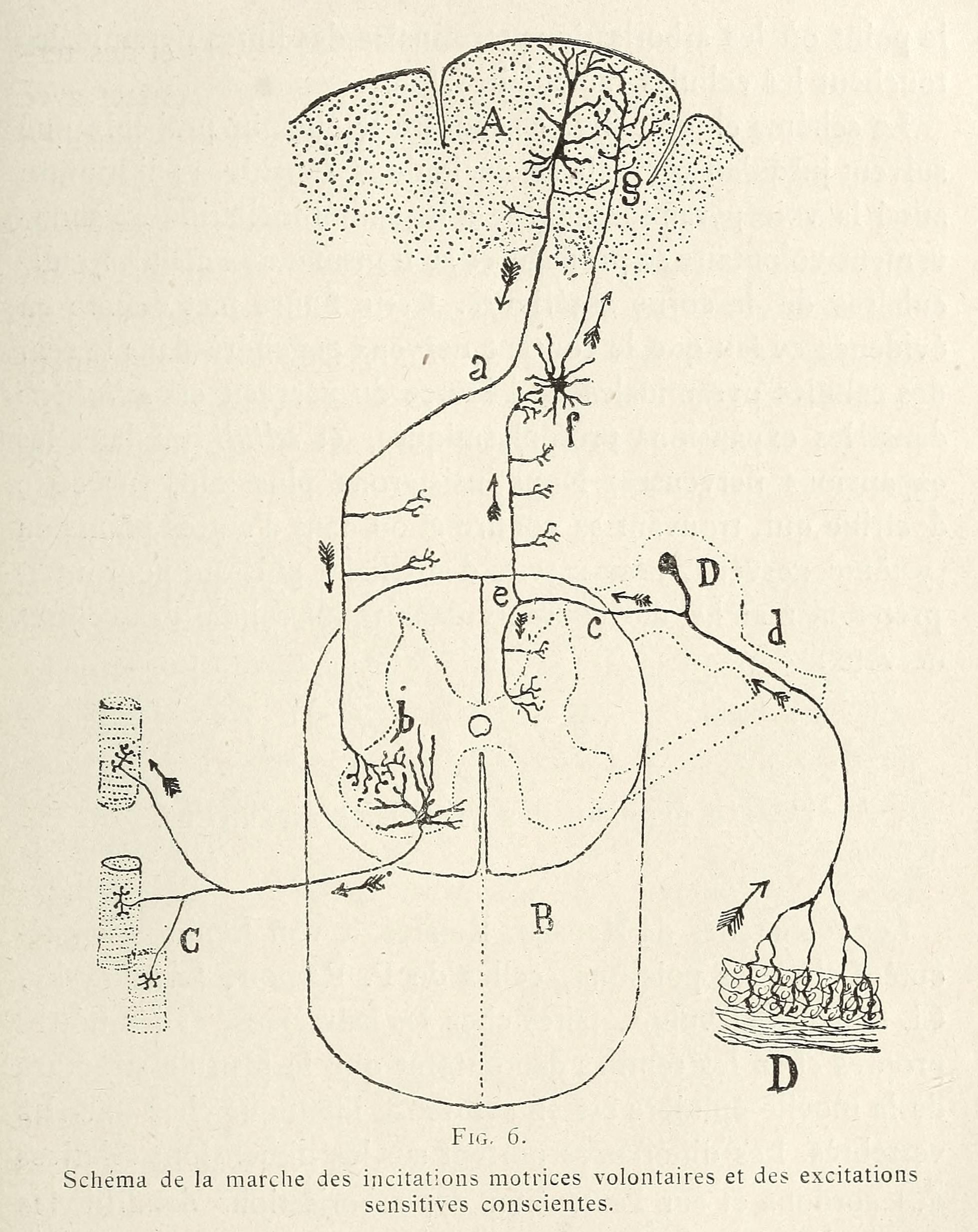 Vintage black and white diagram of the nervous system, showing the brain, spinal cord, nerves, and muscles, with labels and text in French.