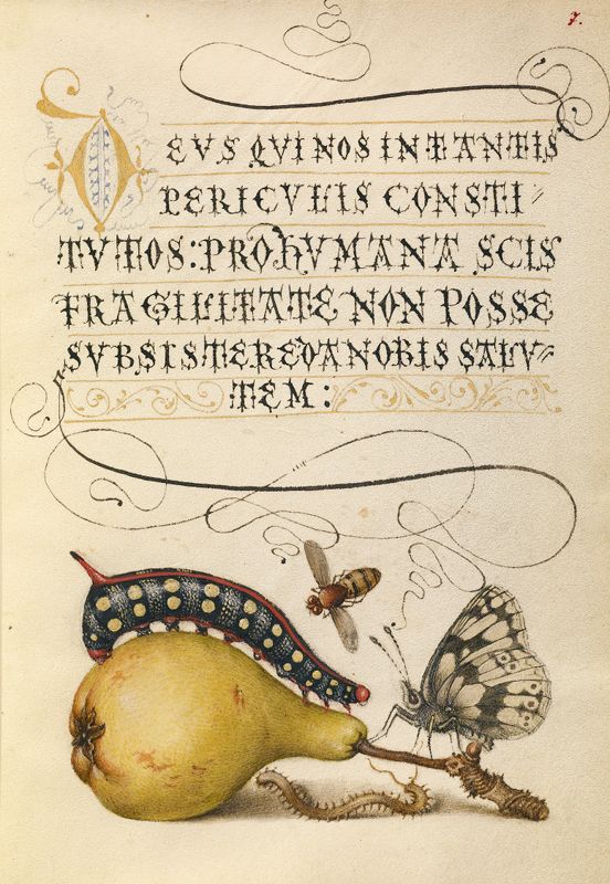 A detailed illustration from an antique manuscript featuring a partially peeled pear with a caterpillar and a fly, accompanied by Latin text and ornate decorative elements.