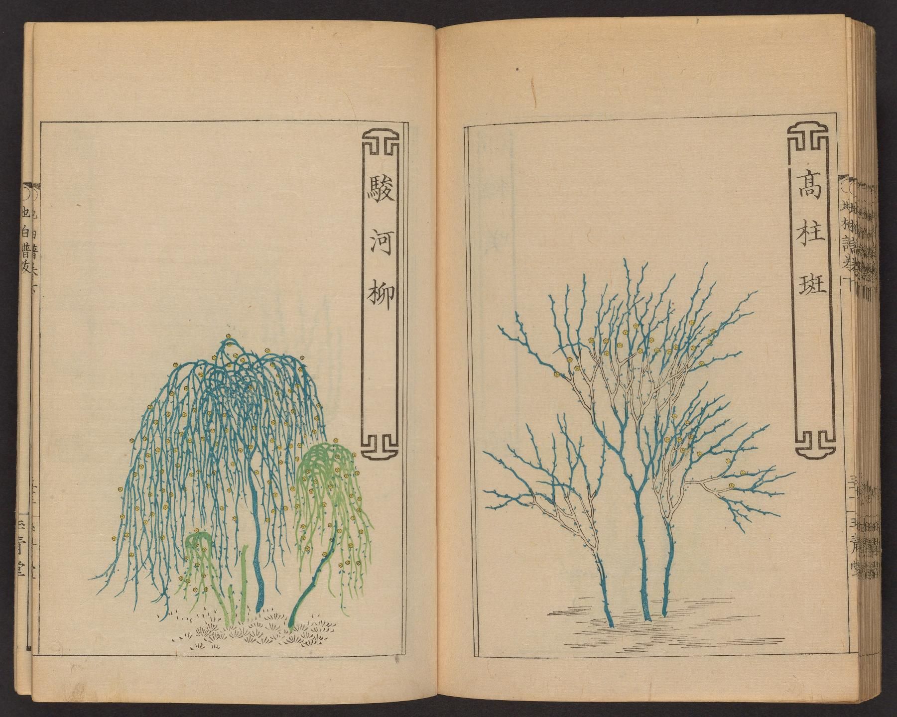 Open book with two pages, each featuring a detailed botanical illustration of a tree. The left page shows a weeping willow, and the right page shows a tree with bare branches.