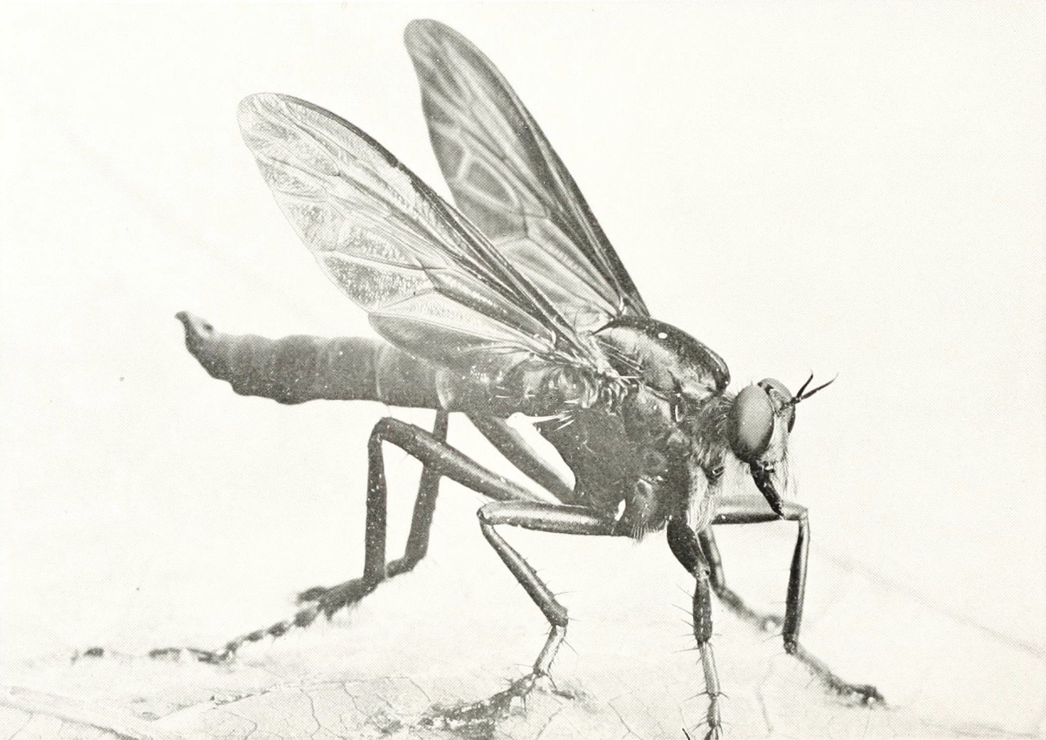 Vintage black and white photograph of a large fly with spread wings.