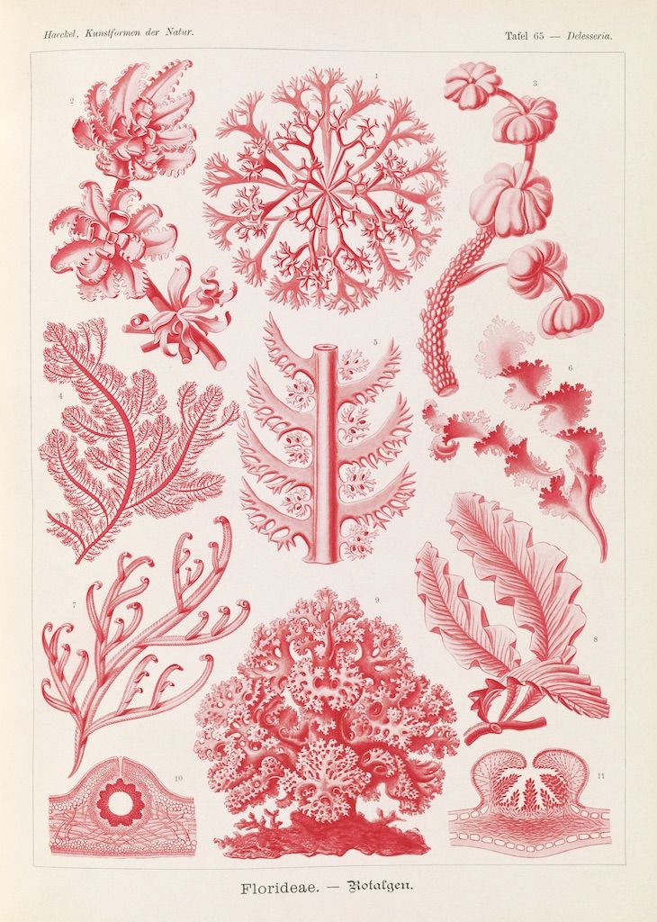 A vintage botanical illustration of various red algae species, arranged in a grid-like pattern with detailed drawings and labels.