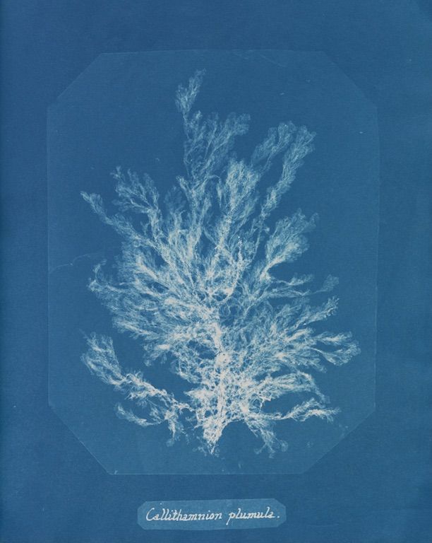 A cyanotype image of a delicate seaweed specimen, *Cellithammon plumule*, with intricate branching structures against a deep blue background.