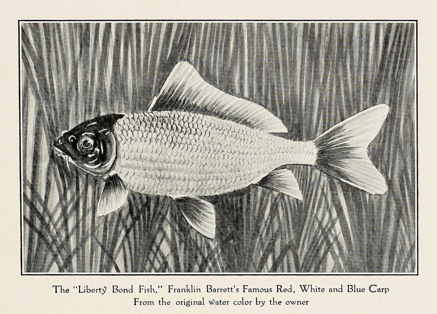 A vintage black and white illustration of a carp floating in water amongst reeds.