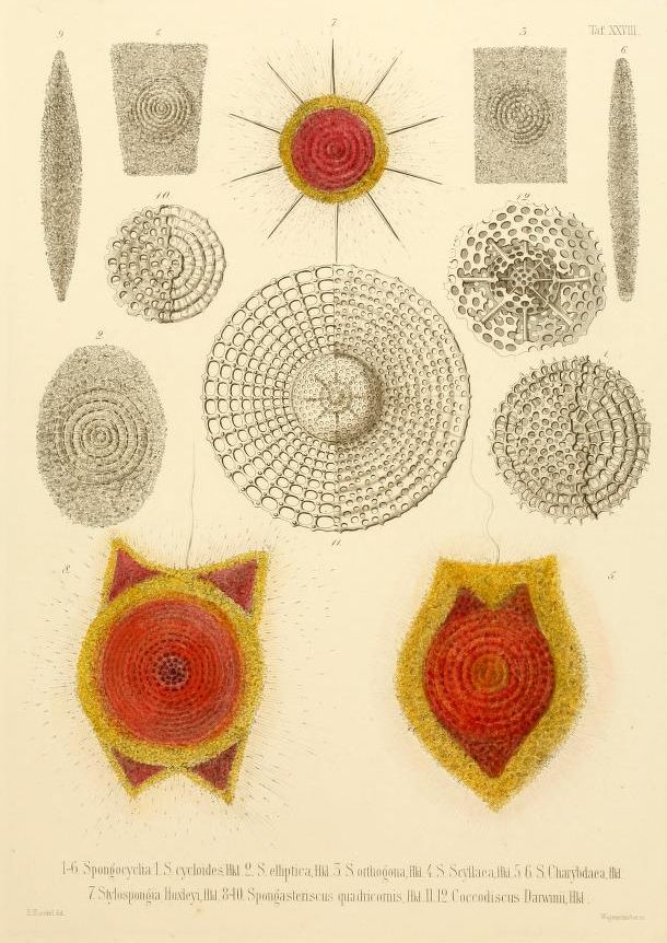 Vintage scientific illustration of various sponges and microscopic marine organisms, arranged in a grid-like pattern with detailed diagrams and scientific labels.