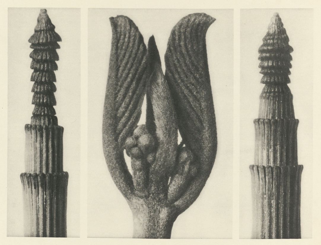 A black and white botanical illustration of a flower with a tall, conical spadix covered in tightly packed bracts, shown in three different views.