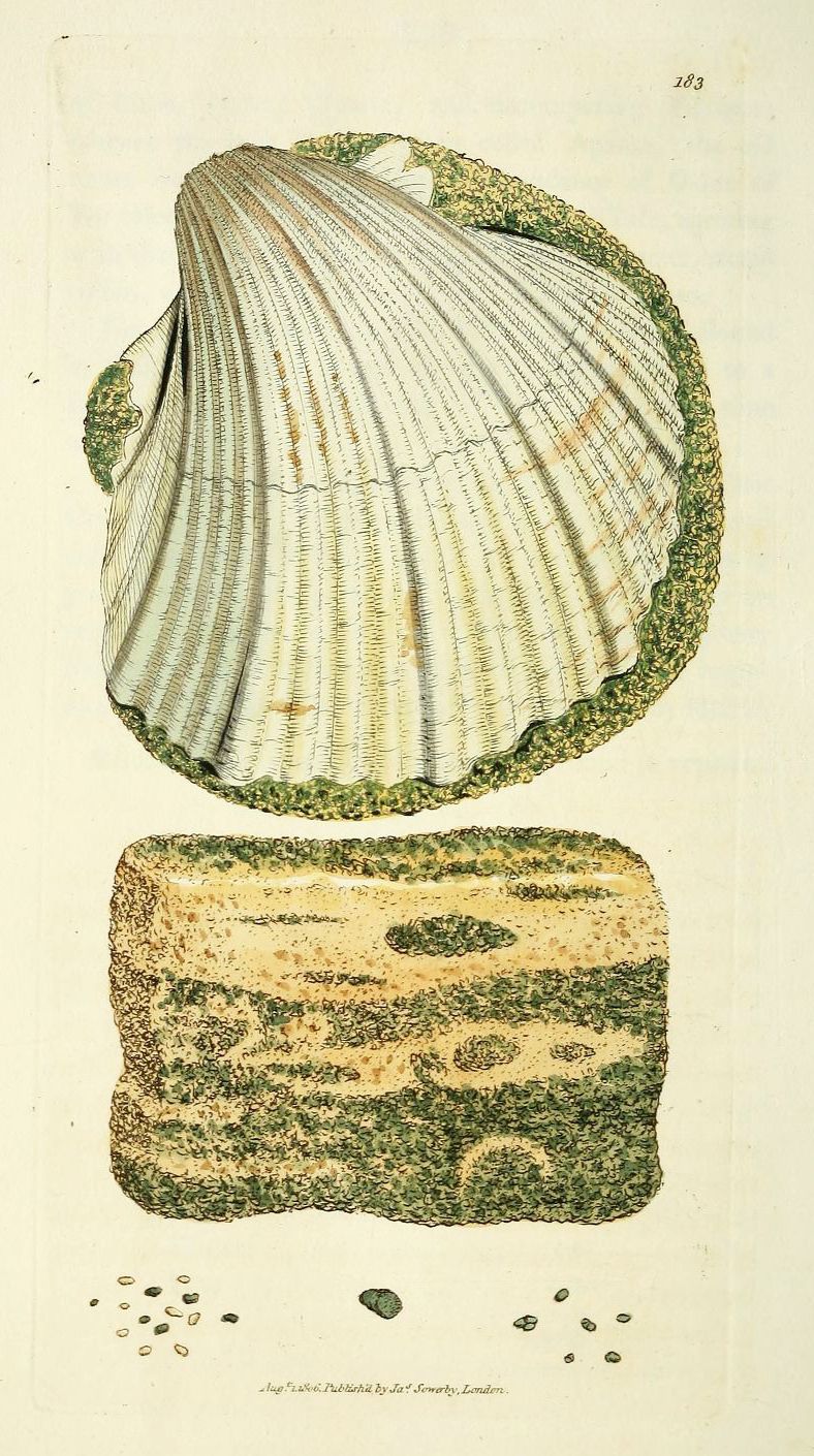 Vintage illustration of a scallop shell covered in seaweed.