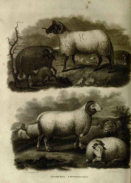 Vintage illustration of two different breeds of sheep in a pastoral landscape.