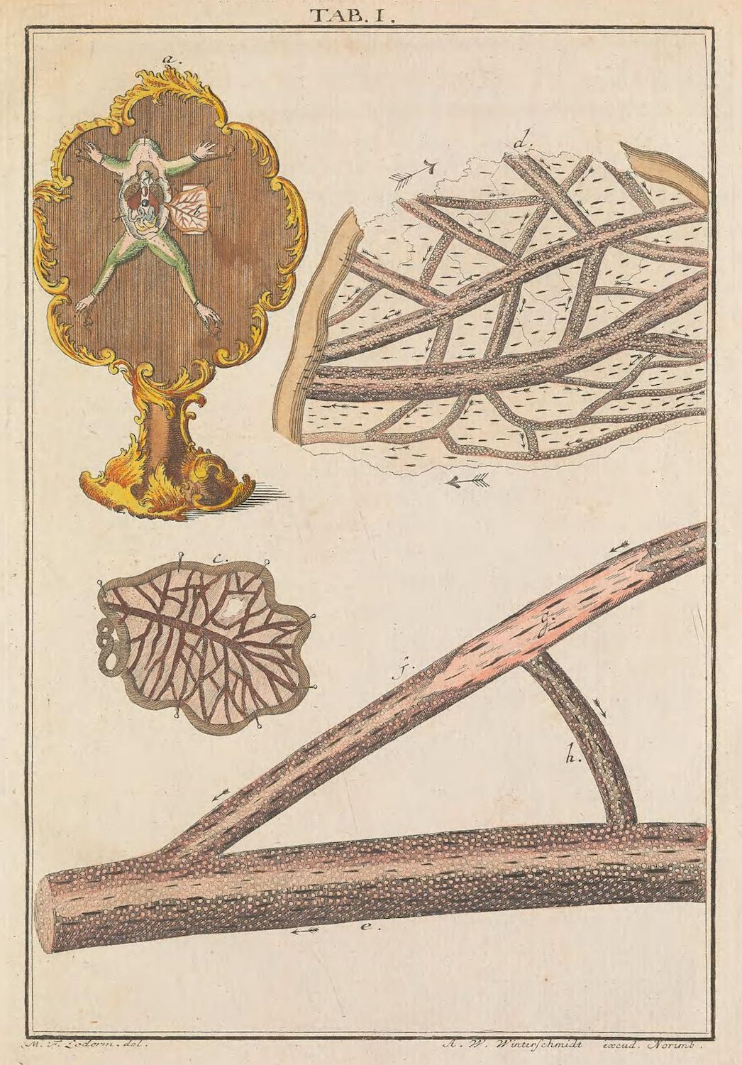Vintage scientific illustration of a mirror with an insect reflection, a spiderweb, a leaf with veins, and sections of a branch.