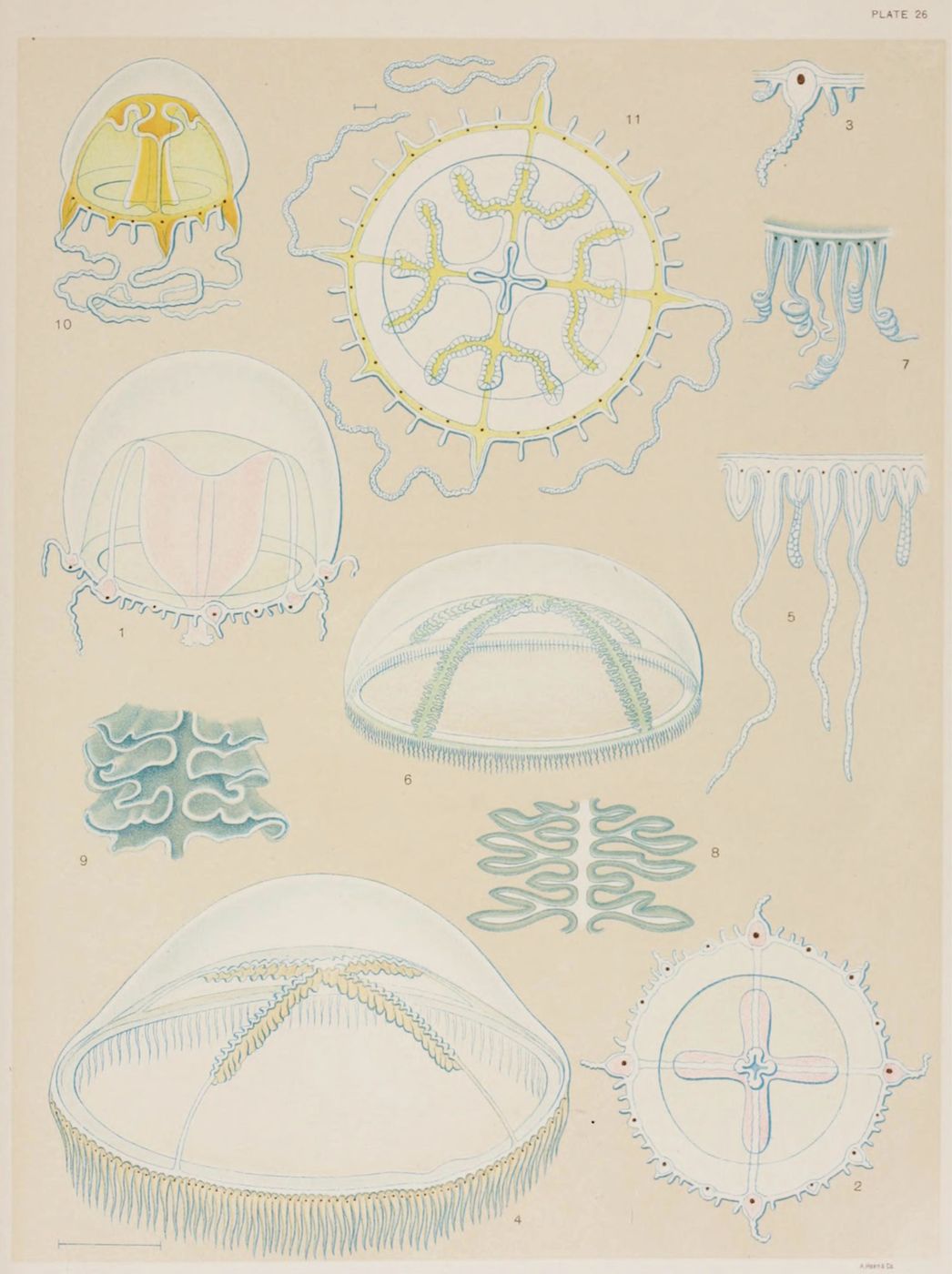 Vintage scientific illustration of eleven jellyfish species or stages, labeled 'Plate 26', with detailed linework in blue and yellow on a pale yellow background.