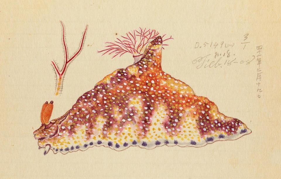 Vintage illustration of a reddish-brown sea slug with feathery appendages against a pale yellow background, with Japanese writing on the right.