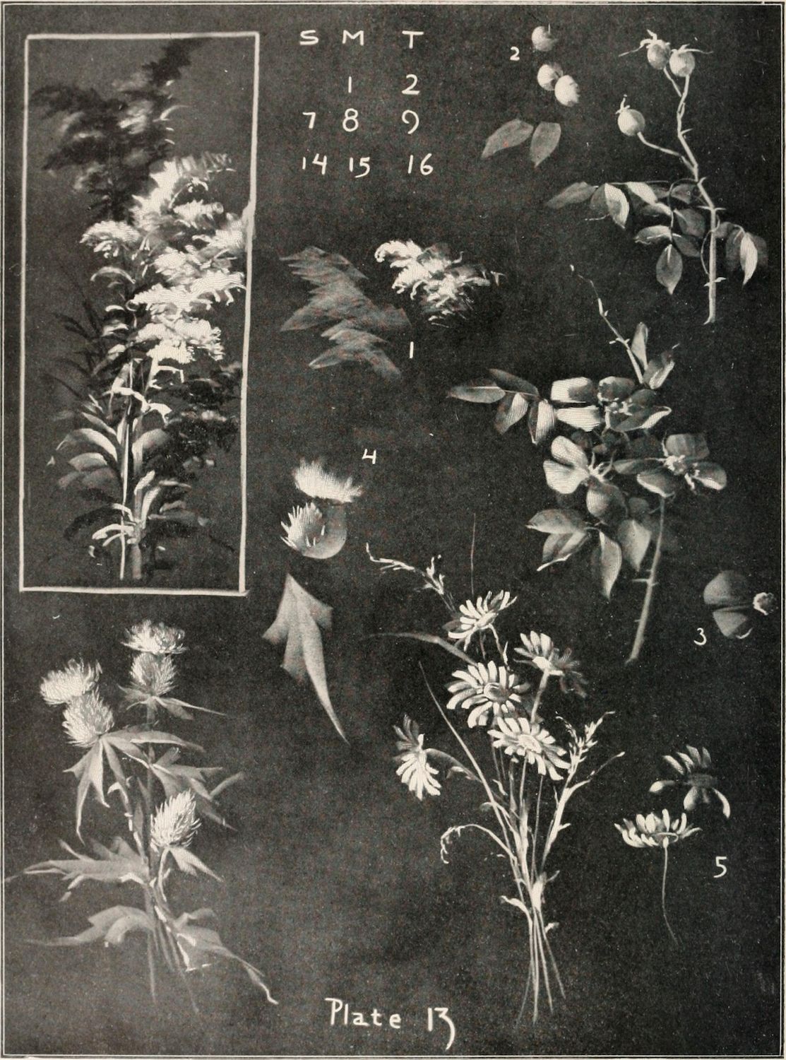 Black and white botanical illustration of several plant specimens, each numbered for identification, arranged on a dark background. The image is titled 'Plate 13'.