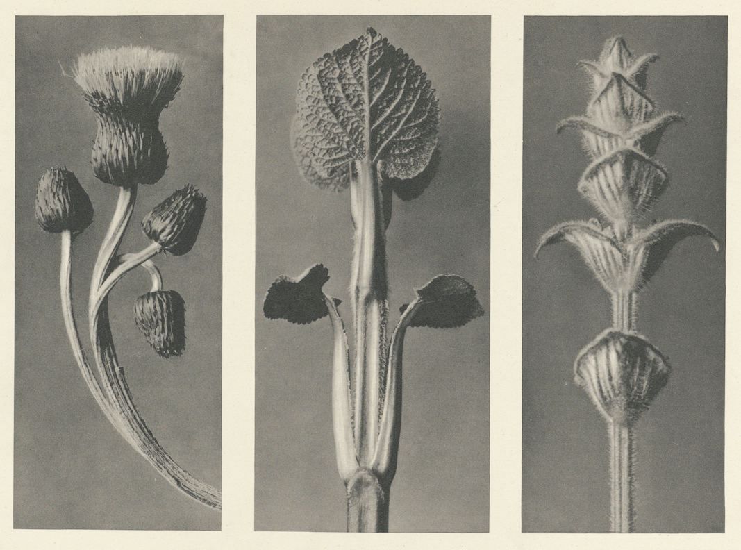 A triptych of botanical illustrations depicting a plant at different stages of development.