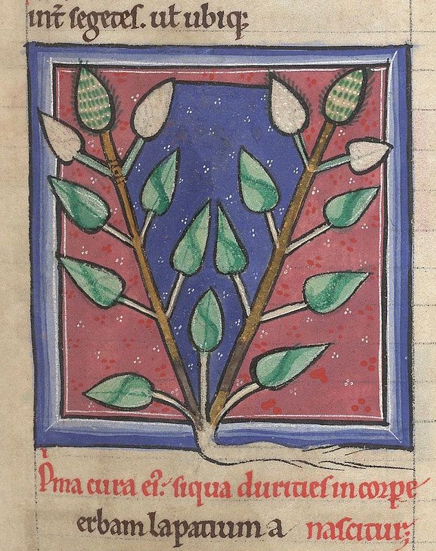 Medieval manuscript illumination of a plant with green leaves and white buds, set against a blue and red background with Latin text.