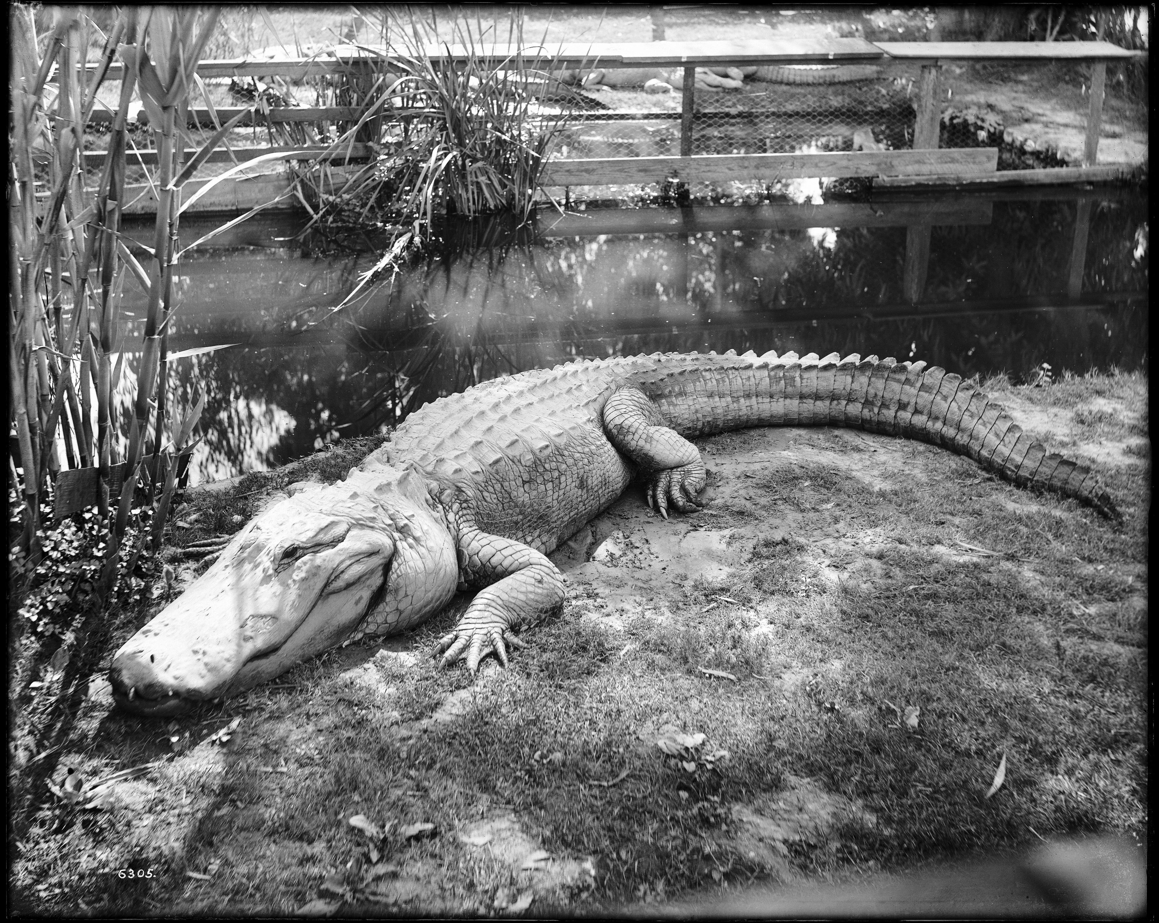 A black and white photograph of an alligator lying on a grassy bank next to a pond.