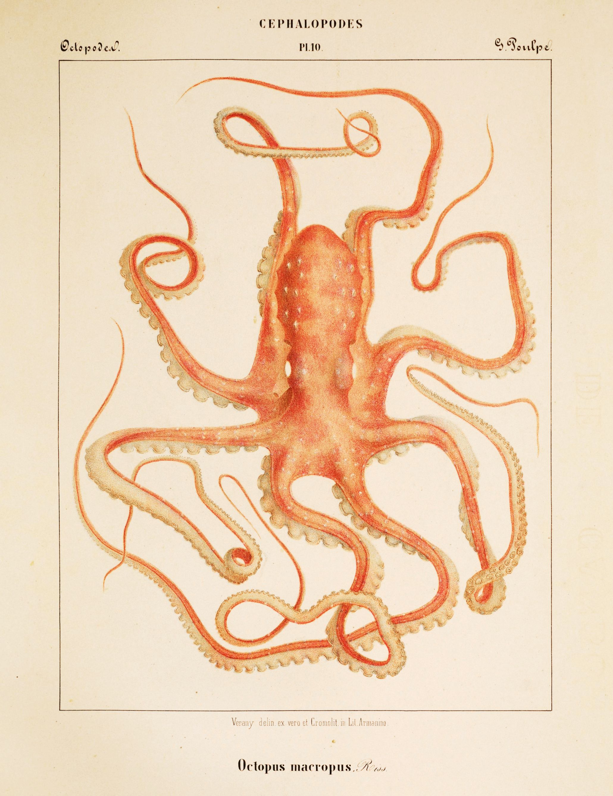 Vintage scientific illustration of an octopus with eight arms and numerous suckers, labeled "Octopus macropus N. sp."