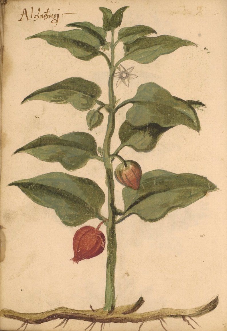 Vintage botanical illustration of a plant with green leaves, red fruits, and visible roots.