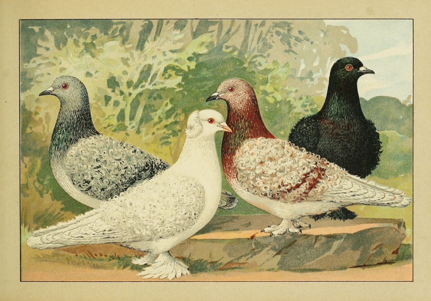 A vintage illustration of four pigeons, each with a different color and pattern, standing side-by-side in a natural setting.