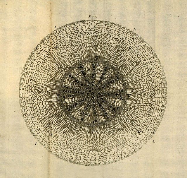 Vintage botanical illustration of a circular cross-section with a dense core of dots and a surrounding network of polygons.
