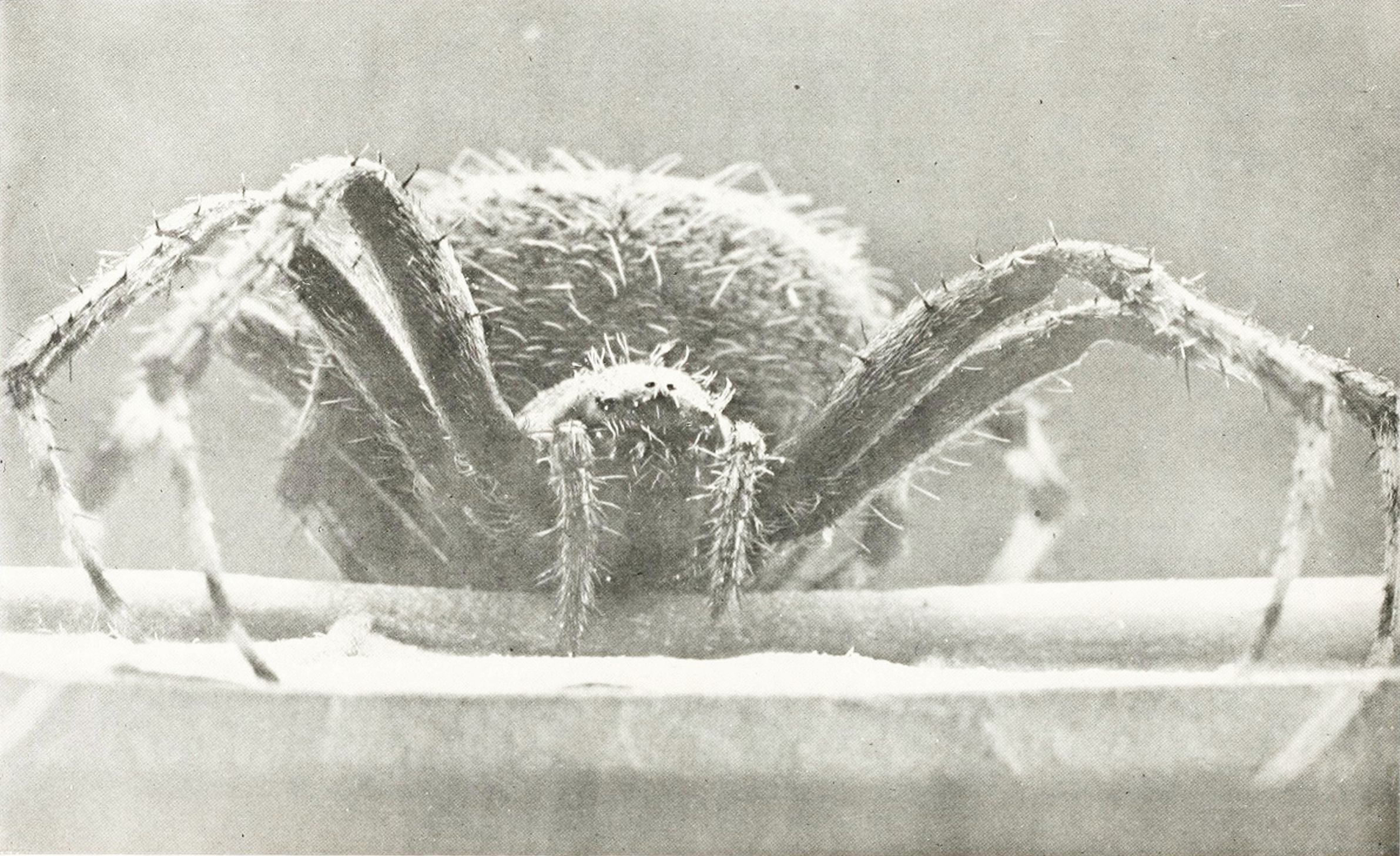 Close-up black and white image of a spider covered in frost or a similar white substance.