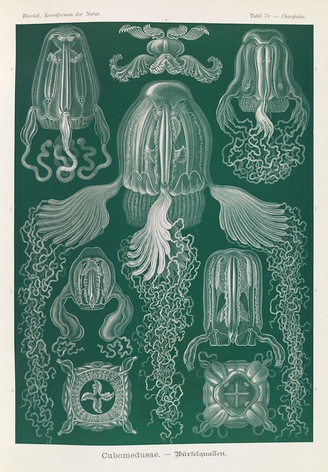 Vintage scientific illustration of various jellyfish species on a dark green background.