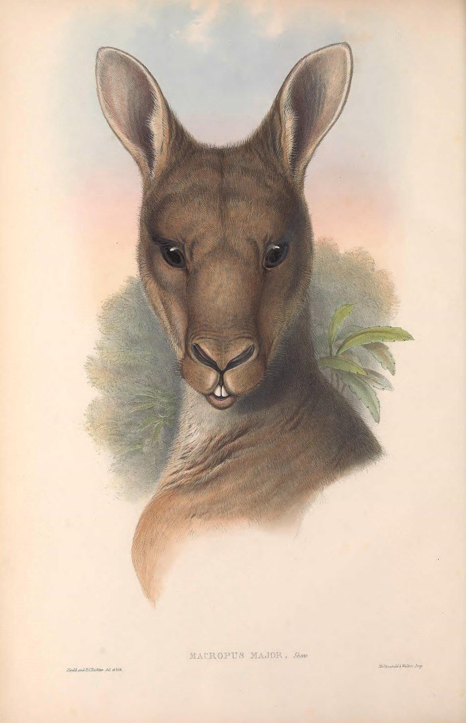 Vintage illustration of a kangaroo head and upper chest, labeled 'MACROPUS MAJOR, Shaw'.