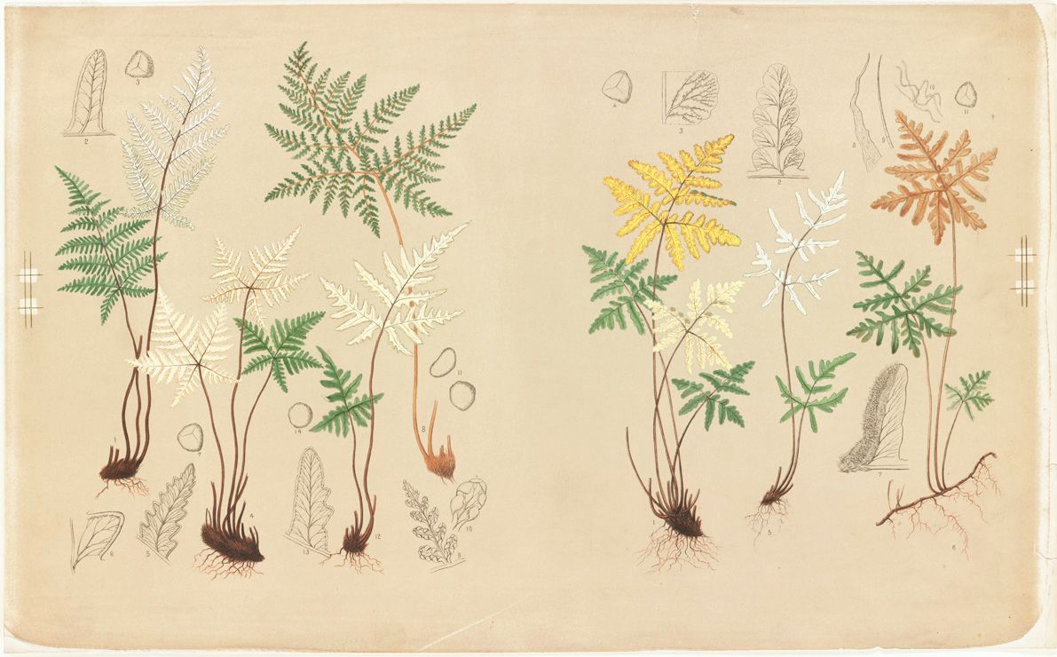 Botanical illustration of ferns and plants with detailed fronds and root systems.