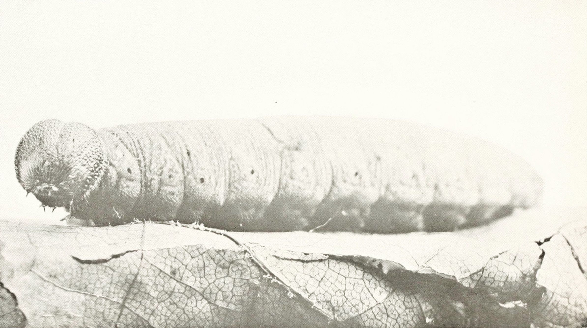 A vintage black and white photograph of a large caterpillar resting on a leaf.
